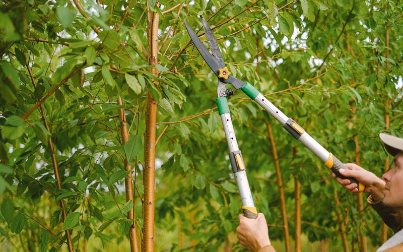 Tree trimming in Veedersburg, IN